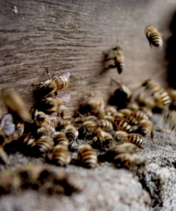 Vergunningsaanvraag Wilde dieren vangen, verjagen of doden