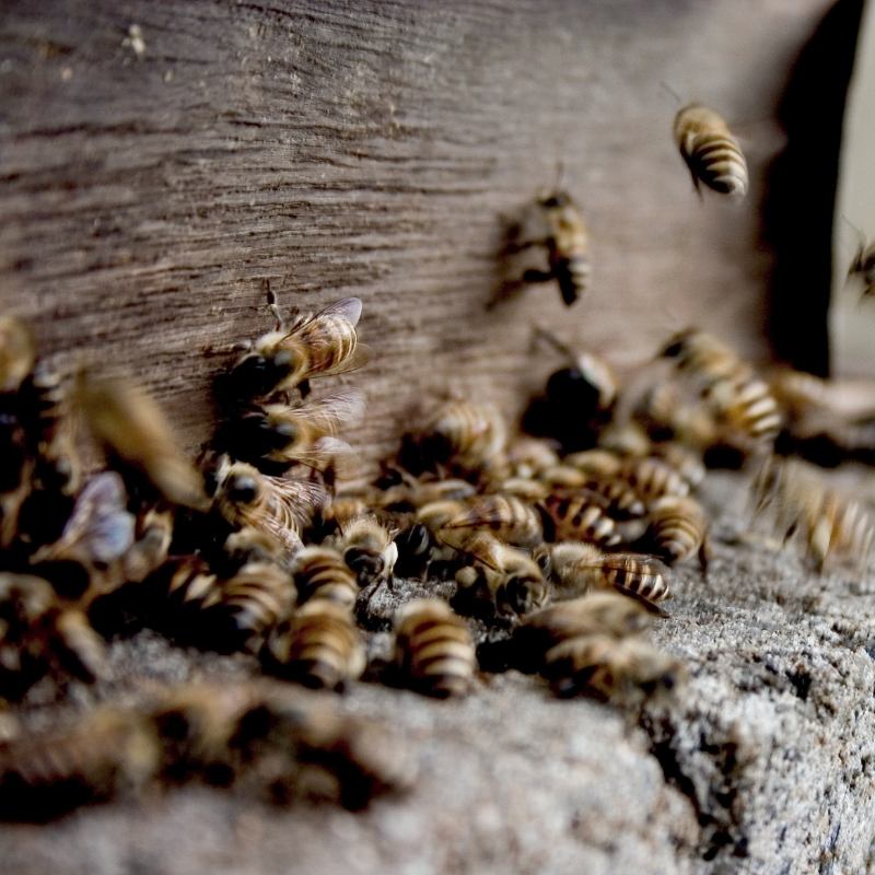 Vergunningsaanvraag Wilde dieren vangen, verjagen of doden