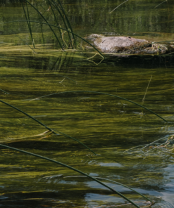 Vergunningsaanvraag Waterdieren of waterplanten weghalen
