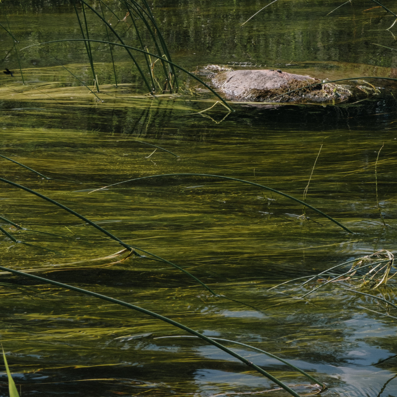 Vergunningsaanvraag Waterdieren of waterplanten weghalen