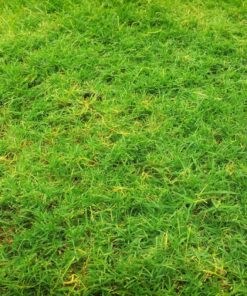 Vergunningsaanvraag Grasland scheuren of vernietigen