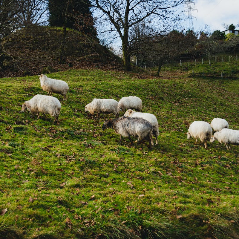 Vergunningsaanvraag Vee drijven