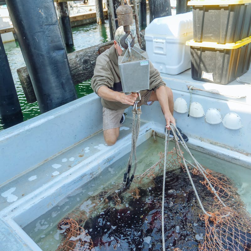 Vergunningsaanvraag Vis uitzetten of verplaatsen